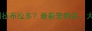 深圳哪里能买到拉布拉多最新宠物店犬舍及领养指南