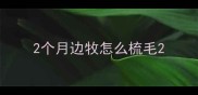 2个月边牧怎么梳毛