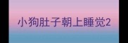 小狗肚子朝上睡觉