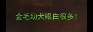 金毛幼犬眼白很多