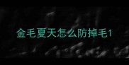 金毛夏天怎么防掉毛