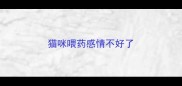猫咪喂药感情不好了