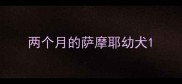 两个月的萨摩耶幼犬