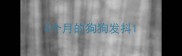 4个月的狗狗发抖