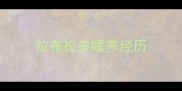 拉布拉多喂养经历
