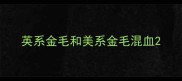 英系金毛和美系金毛混血