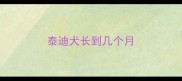 泰迪犬长到几个月