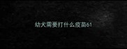 幼犬需要打什么疫苗6
