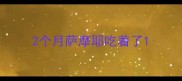 2个月萨摩耶吃着了