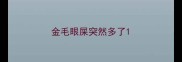金毛眼屎突然多了