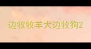 边牧牧羊犬边牧狗