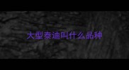 大型泰迪叫什么品种