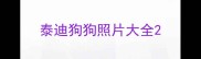 泰迪狗狗照片大全