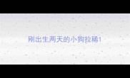 刚出生两天的小狗拉稀