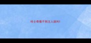 哈士奇看不到主人就叫