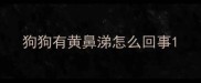狗狗有黄鼻涕怎么回事