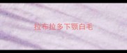 拉布拉多下颚白毛