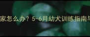 边境牧羊犬拆家怎么办5-6月幼犬训练指南与防拆家妙招