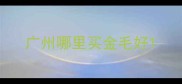广州哪里买金毛好