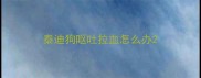 泰迪狗呕吐拉血怎么办