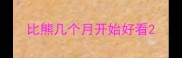 比熊几个月开始好看