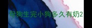 母狗生完小狗多久有奶
