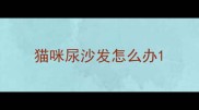 猫咪尿沙发怎么办
