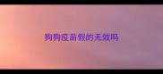 狗狗疫苗假的无效吗