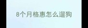 8个月格惠怎么遛狗