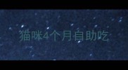 猫咪4个月自助吃