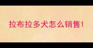 拉布拉多犬怎么销售