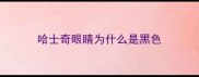 哈士奇眼睛为什么是黑色