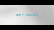 狗几个月喂鸡架好
