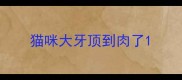 猫咪大牙顶到肉了