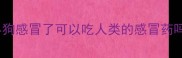 小狗感冒了可以吃人类的感冒药吗