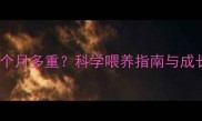 贵宾犬两个月多重科学喂养指南与成长指标全