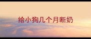 给小狗几个月断奶