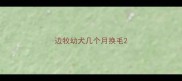 边牧幼犬几个月换毛