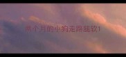 两个月的小狗走路腿软