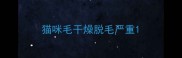 猫咪毛干燥脱毛严重