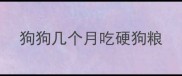 狗狗几个月吃硬狗粮