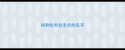 纯种拉布拉多犬的名字
