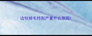 边牧掉毛特别严重什么原因