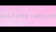边境牧羊犬幼犬毛色不对称全科学应对遗传与护理误区