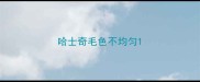哈士奇毛色不均匀