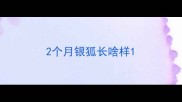2个月银狐长啥样