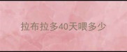 拉布拉多40天喂多少