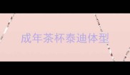 成年茶杯泰迪体型