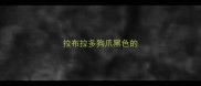 拉布拉多狗爪黑色的