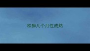 松狮几个月性成熟